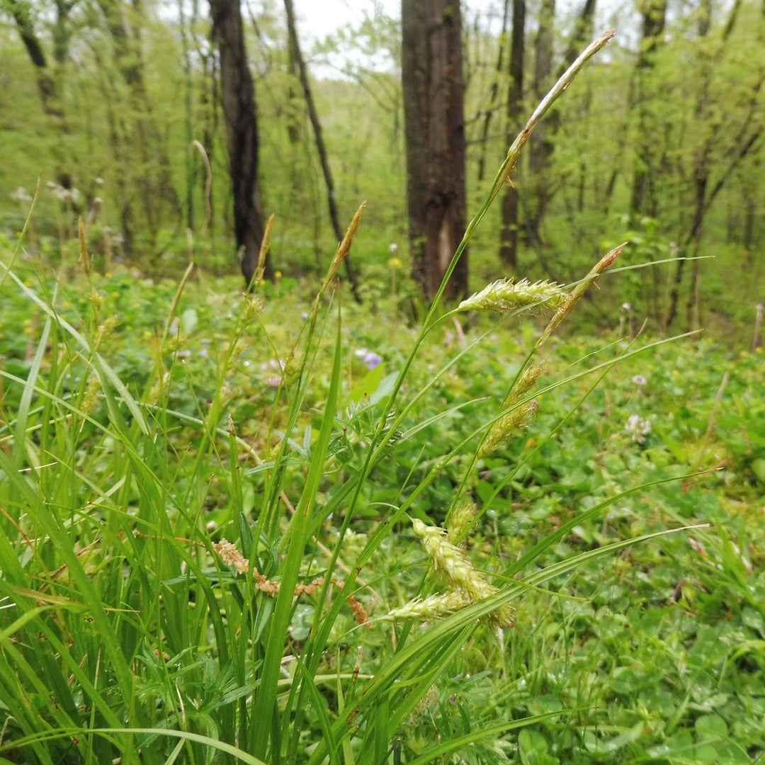 Carex cherokeensis ~ Cherokee Sedge - Delivered By ServeScape