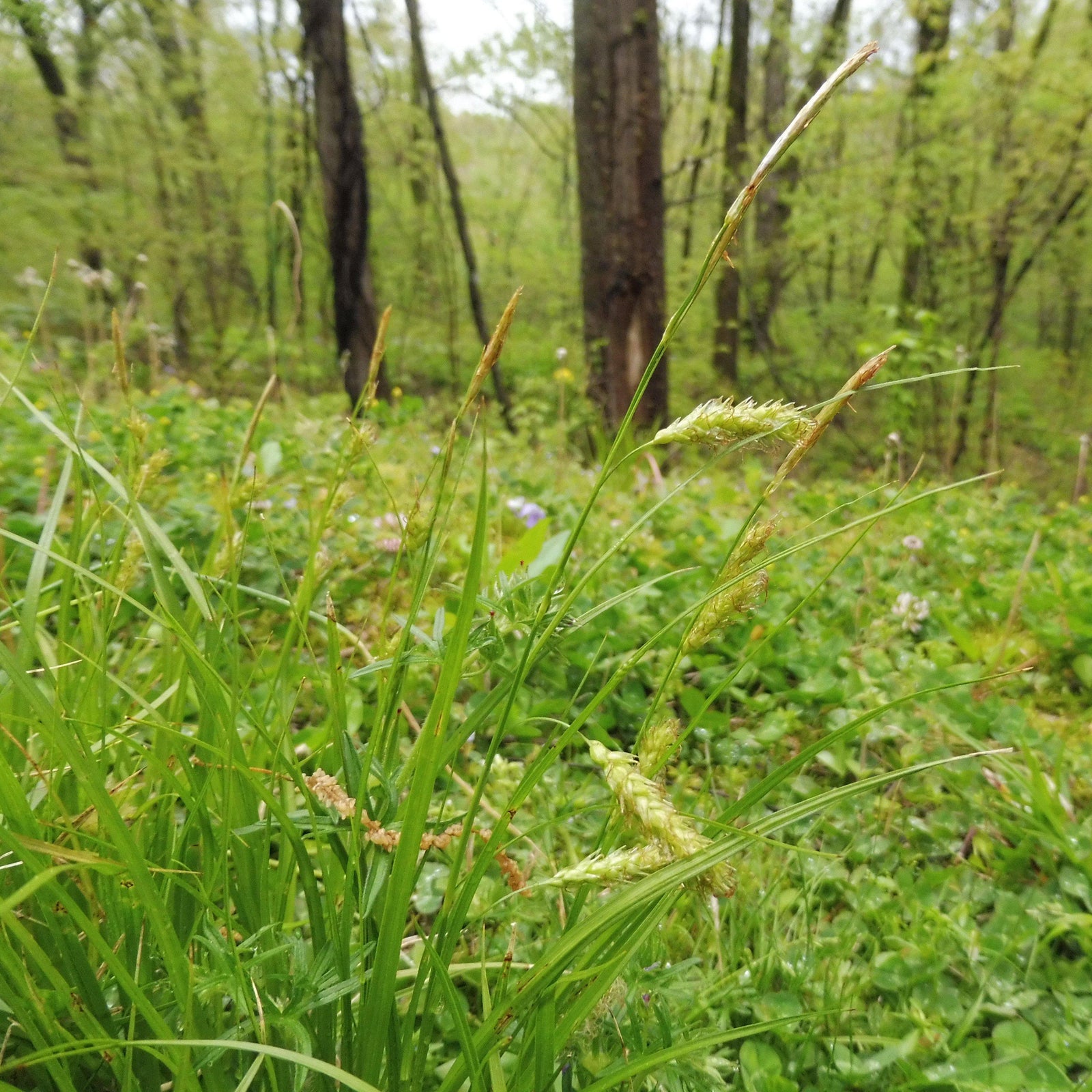 Carex cherokeensis ~ Cherokee Sedge - Delivered By ServeScape