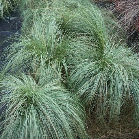 Carex comans 'Frosted Curls' ~ Frosted Curls New Zealand Sedge-ServeScape