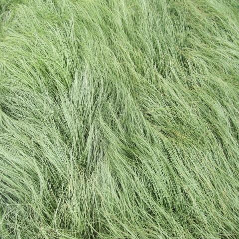 Carex comans 'Frosted Curls' ~ Frosted Curls New Zealand Sedge-ServeScape