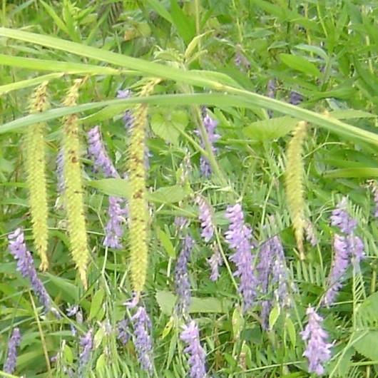 Carex crinata ~ Fringed Sedge - Delivered By ServeScape