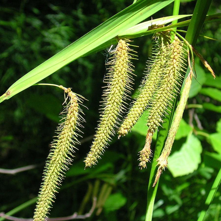 Carex crinita ~ Fringed Sedge-ServeScape