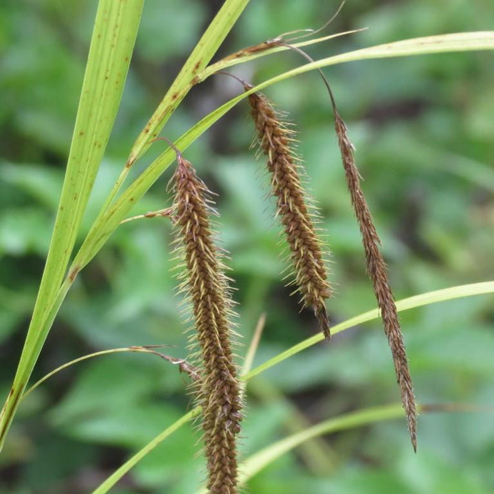 Carex crinita ~ Fringed Sedge-ServeScape