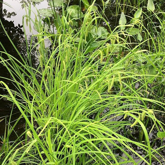 Carex crinita ~ Fringed Sedge-ServeScape