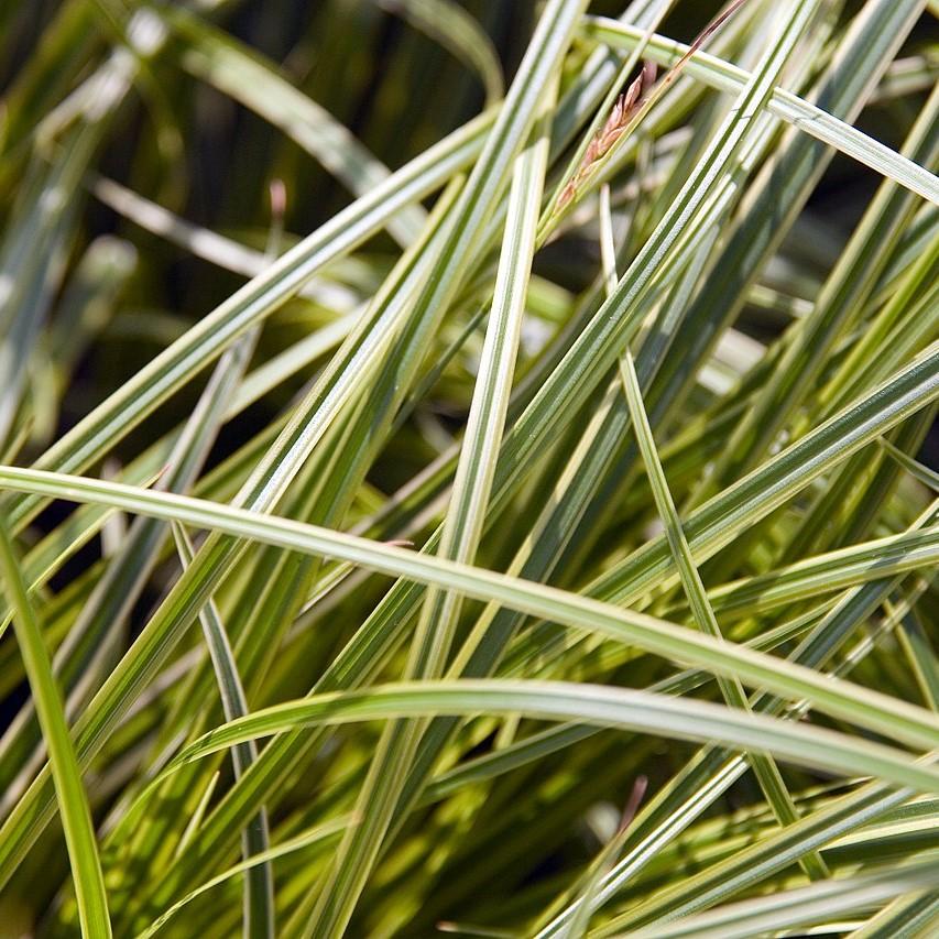 Carex dolichostachya 'Kaga-nishiki' ~ Gold Fountains Sedge-ServeScape