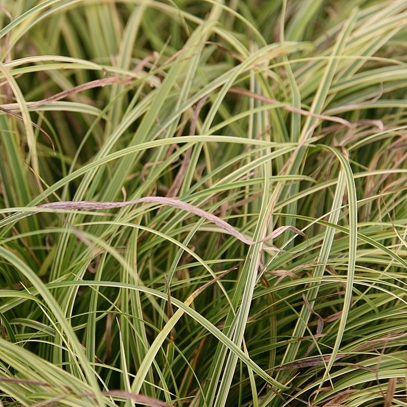 Carex dolichostachya 'Kaga-nishiki' ~ Gold Fountains Sedge-ServeScape