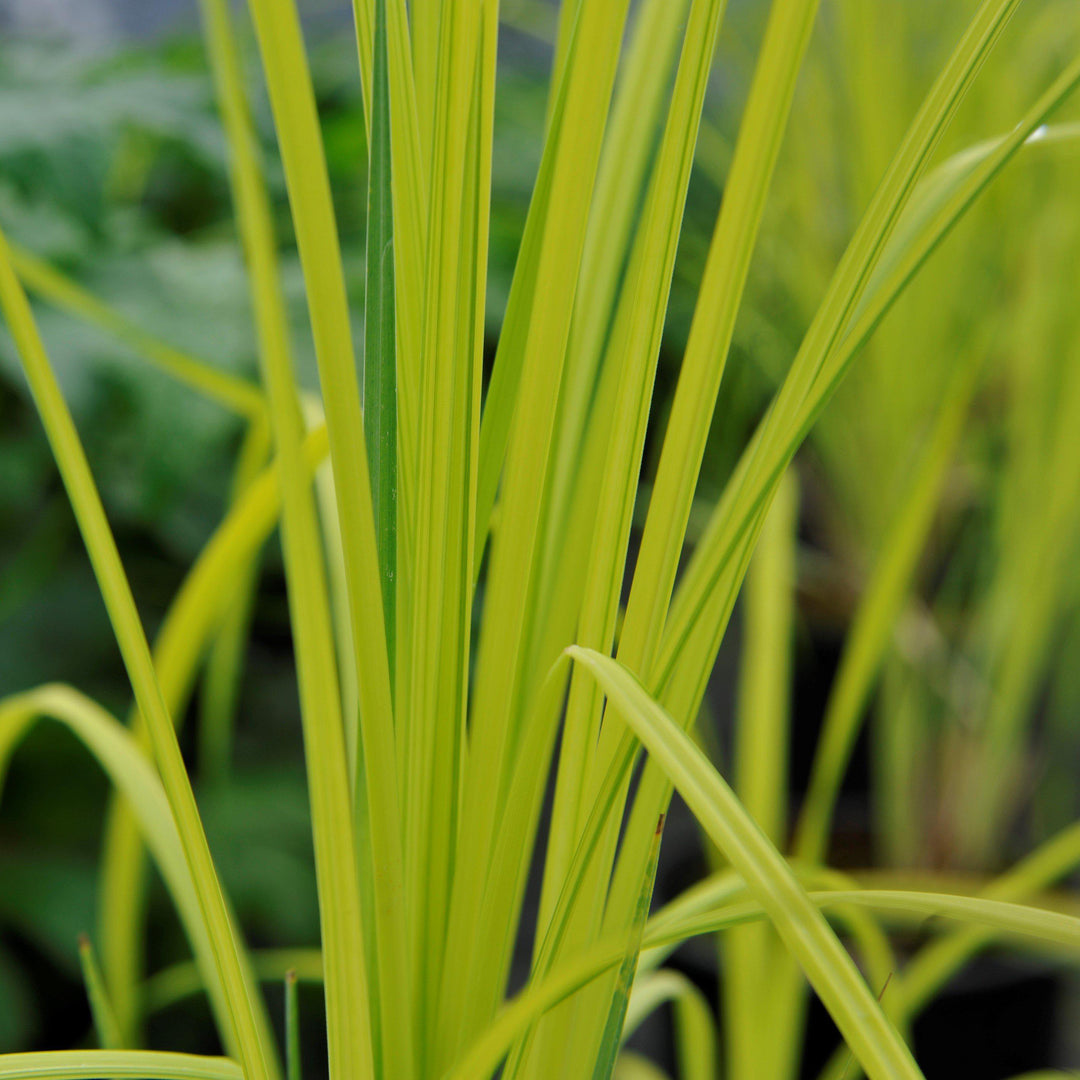 Carex elata 'Bowles Golden' ~ Bowles Golden Tufted Sedge-ServeScape