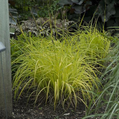 Carex elata 'Bowles Golden' ~ Bowles Golden Tufted Sedge - Delivered By ServeScape