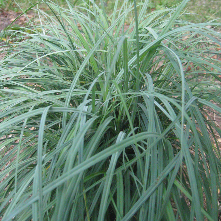 Carex glauca 'Blue Zinger' ~ Blue Zinger Sedge-ServeScape