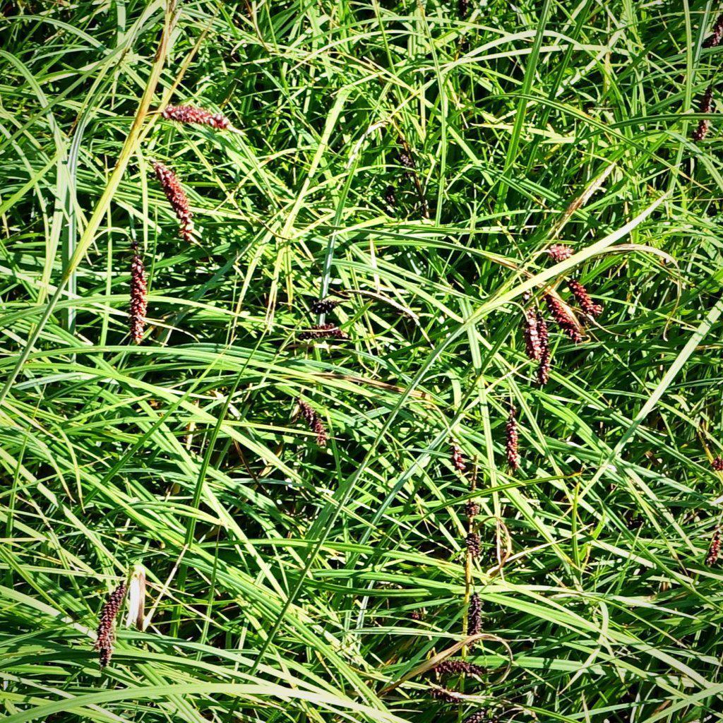 Carex glauca 'Blue Zinger' ~ Blue Zinger Sedge - Delivered By ServeScape