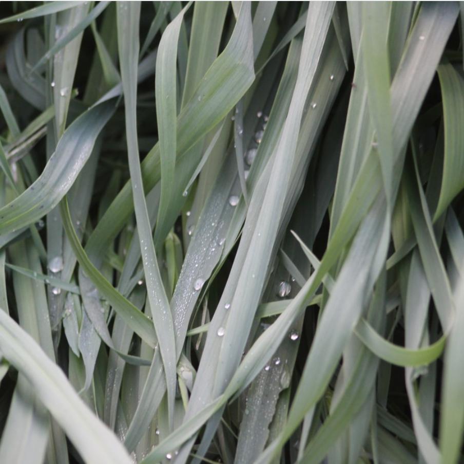 Carex laxiculmis 'Hobb' ~ Blue Bunny Sedge-ServeScape