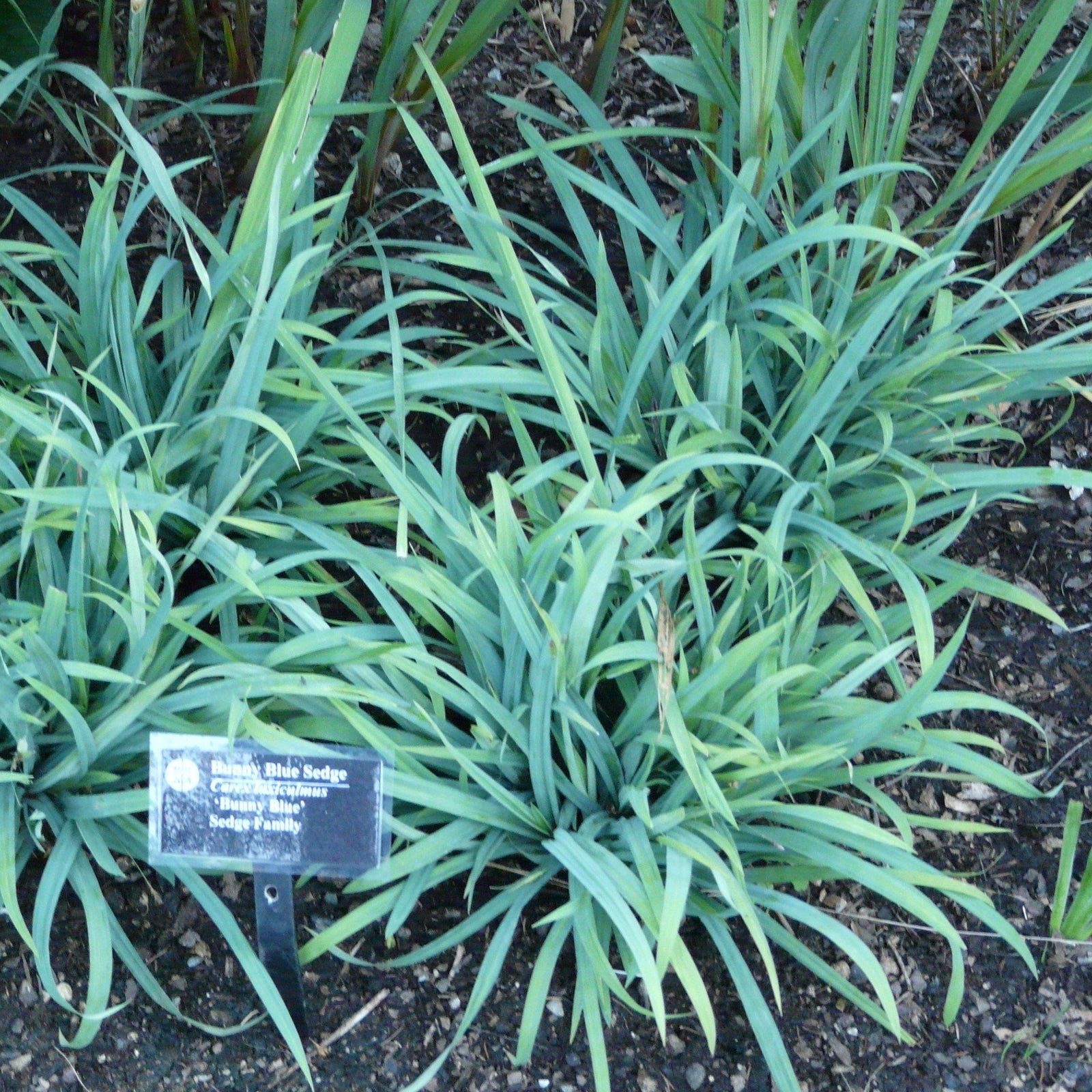 Carex laxiculmis 'Hobb' ~ Blue Bunny Sedge - Delivered By ServeScape