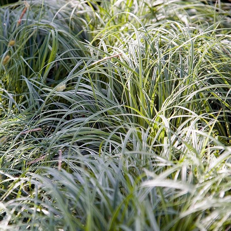 Carex m. 'Silver Sceptre' ~ Silver Septre Sedge-ServeScape