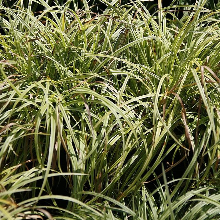 Carex m. 'Silver Sceptre' ~ Silver Septre Sedge-ServeScape
