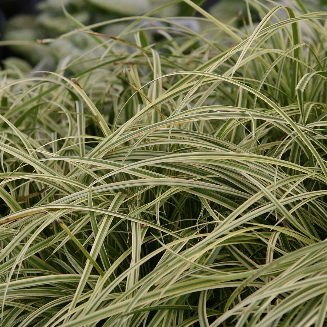 Carex m. 'Silver Sceptre' ~ Silver Septre Sedge - Delivered By ServeScape