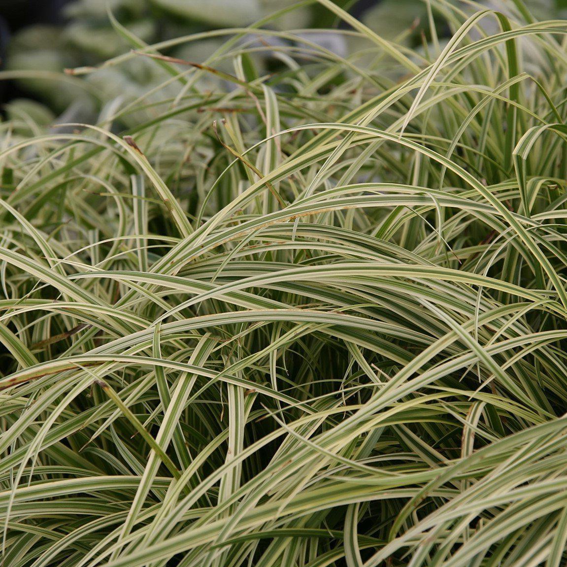 Carex m. 'Silver Sceptre' ~ Silver Septre Sedge - Delivered By ServeScape