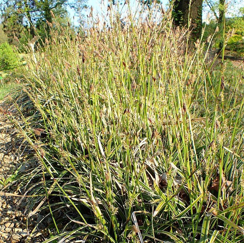 Carex morrowii 'Ice Dance' ~ Ice Dance Sedge-ServeScape