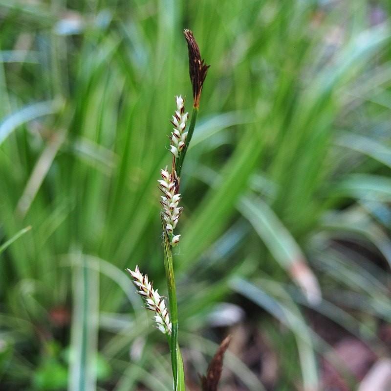 Carex morrowii 'Ice Dance' ~ Ice Dance Sedge-ServeScape