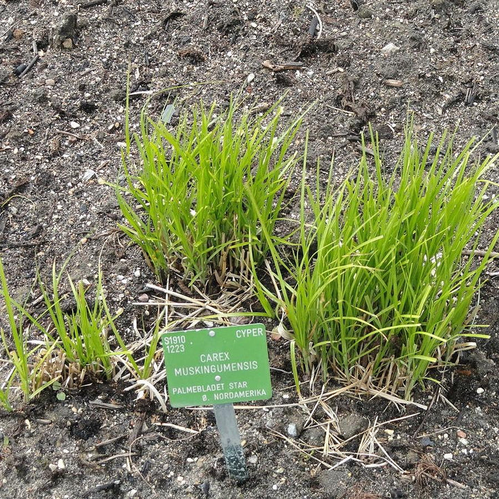Carex muskingumensis ~ Palm Sedge-ServeScape