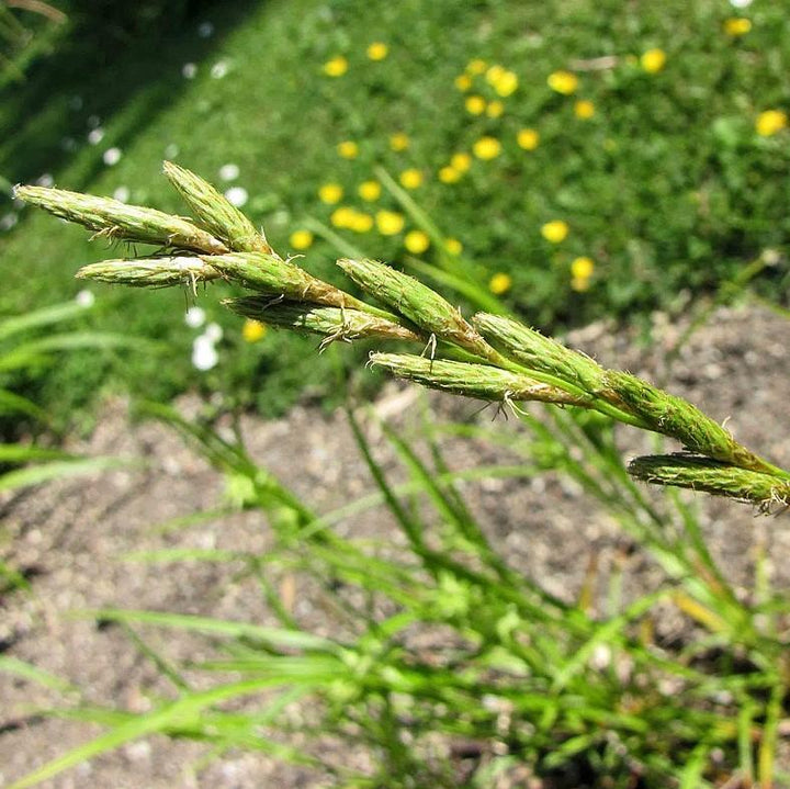 Carex muskingumensis ~ Palm Sedge-ServeScape