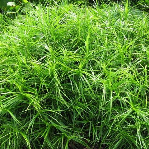 Carex muskingumensis ~ Palm Sedge - Delivered By ServeScape