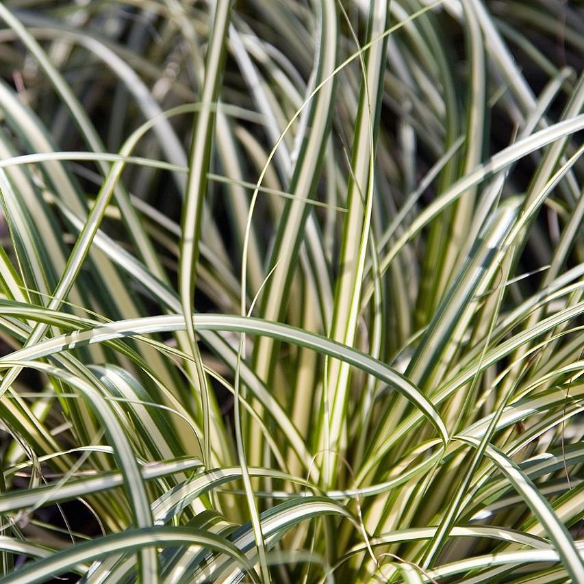 Carex oshimensis 'Evergold' ~ Evergold Variegated Sedge-ServeScape