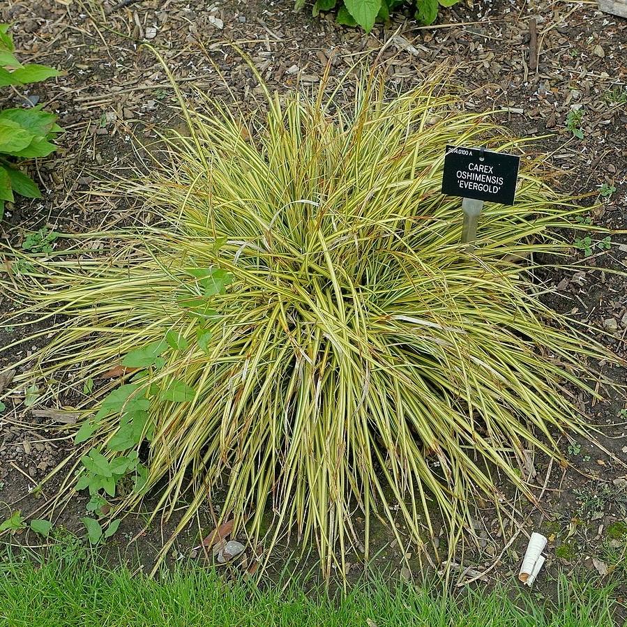 Carex oshimensis 'Evergold' ~ Evergold Variegated Sedge-ServeScape