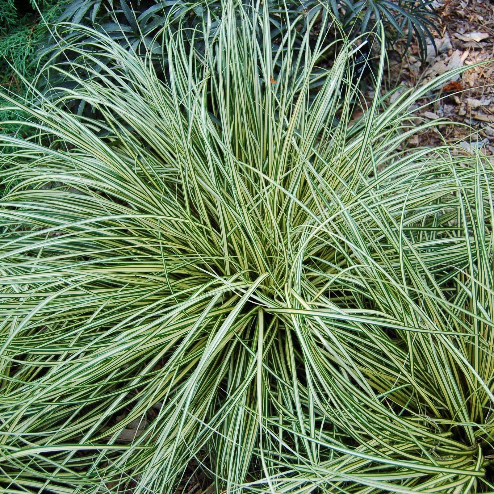 Carex oshimensis 'Evergold' ~ Evergold Variegated Sedge - Delivered By ServeScape