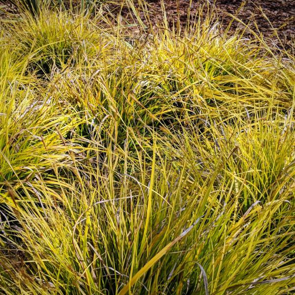 Carex oshimensis 'Everillo' PP#21,002  ~  EverColor® Everillo Sedge - Delivered By ServeScape