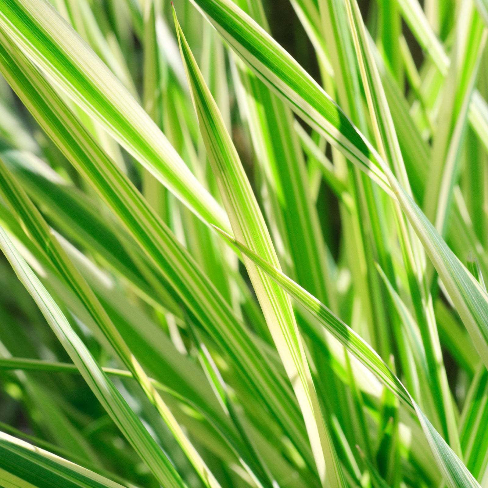 Carex oshimensis 'Everlime' ~ Evercolor® Everlime Variegated Sedge-ServeScape