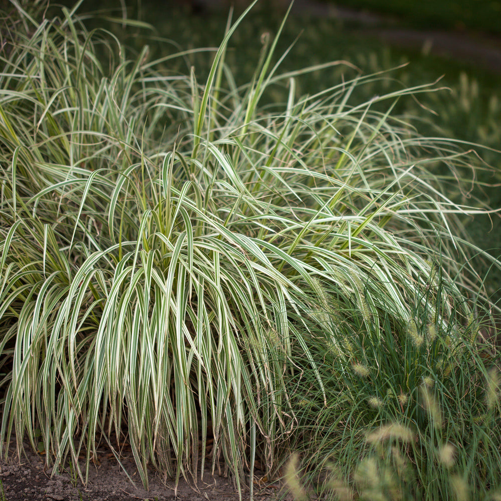 Carex oshimensis 'Feather Falls' ~ Feather Falls Sedge-ServeScape