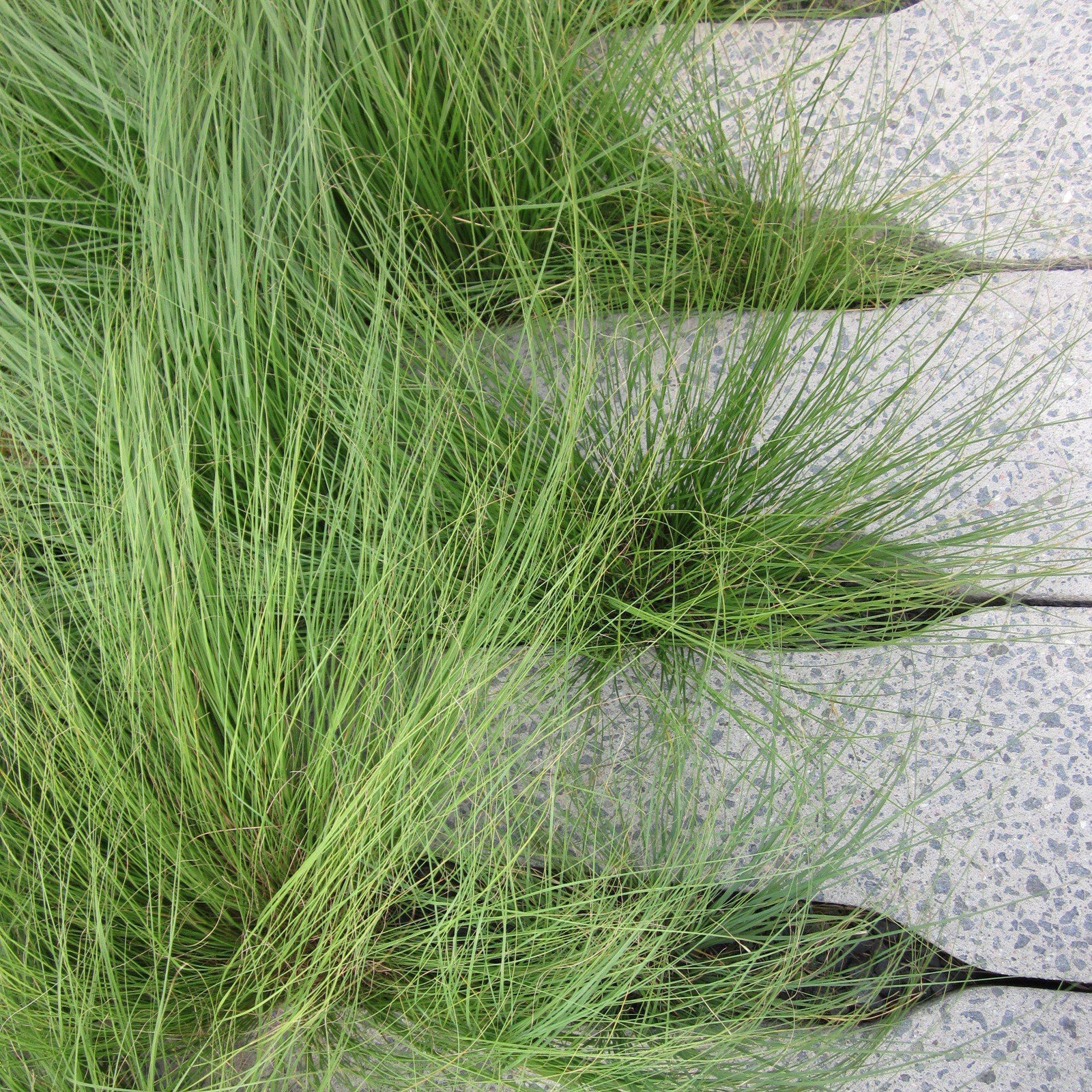Carex pensylvanica ~ Pennsylvania Sedge-ServeScape