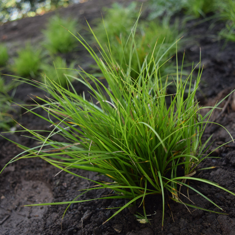 Carex pensylvanica ~ Pennsylvania Sedge-ServeScape