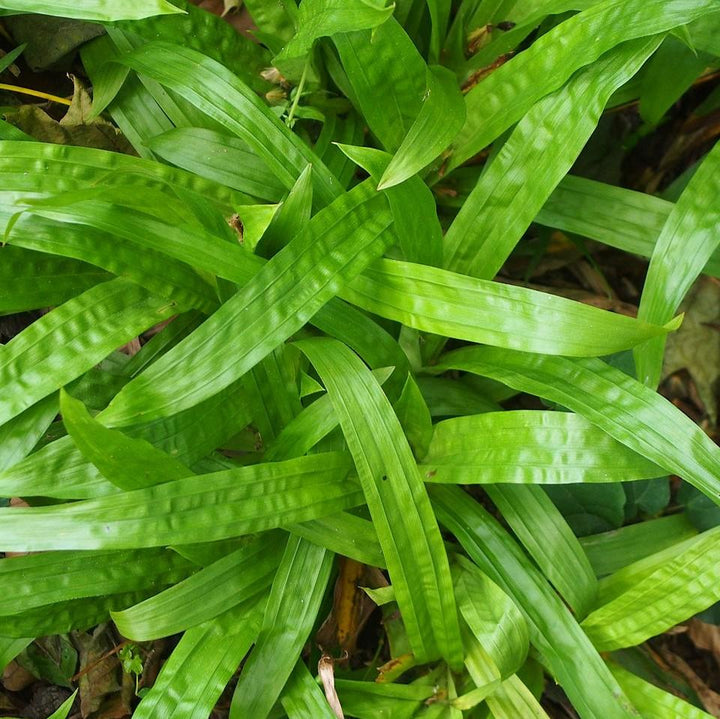 Carex plantaginea ~ Seersucker Sedge-ServeScape