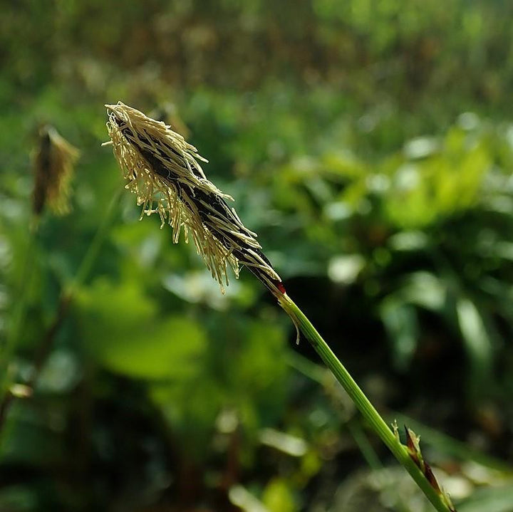 Carex plantaginea ~ Seersucker Sedge-ServeScape
