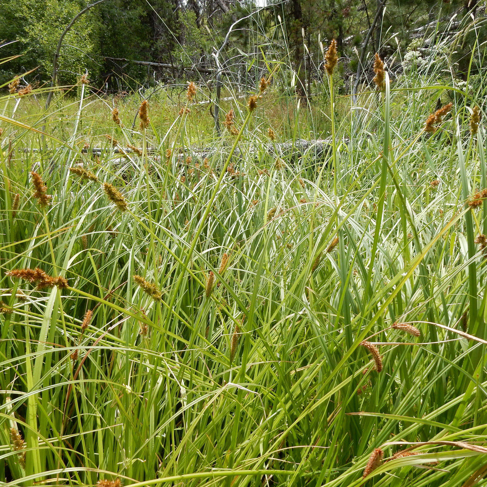 Carex stipata ~ Awlfruit Sedge-ServeScape