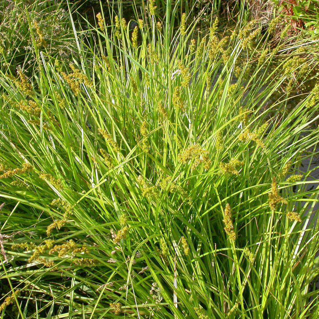 Carex stipata ~ Awlfruit Sedge - Delivered By ServeScape