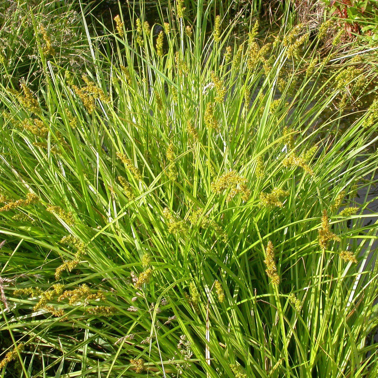 Carex stipata ~ Awlfruit Sedge - Delivered By ServeScape