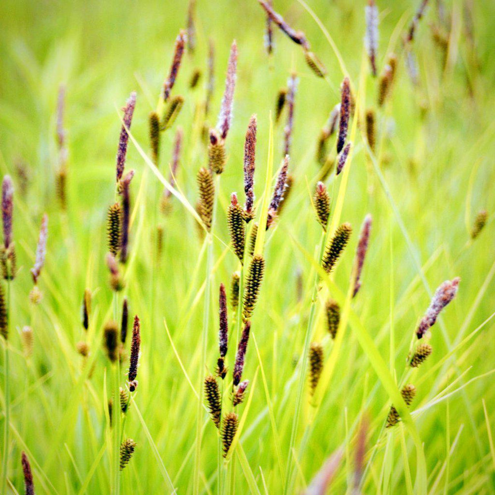 Carex stricta ~Tussock Sedge - Delivered By ServeScape