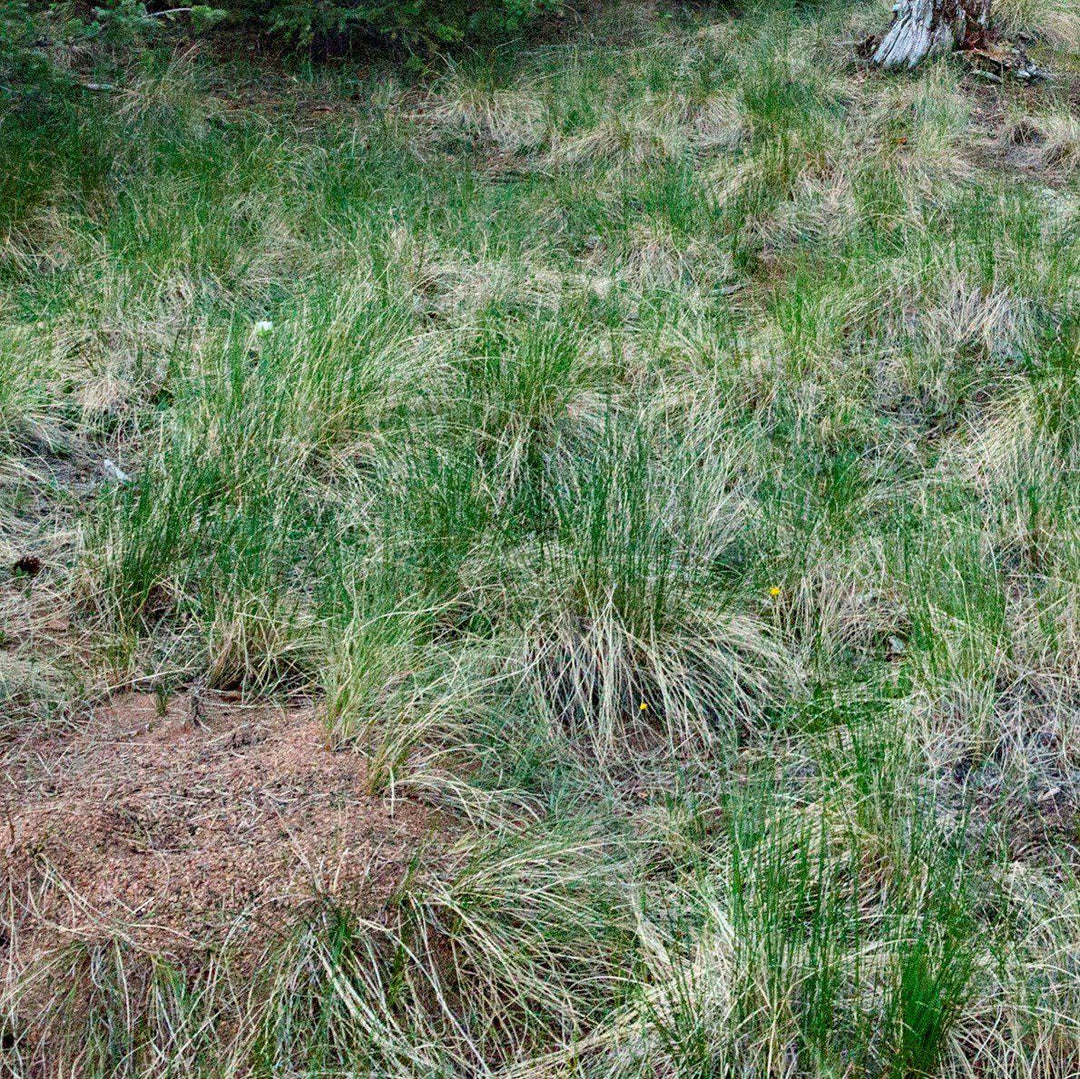 Carex stricta ~ Tussock Sedge-ServeScape