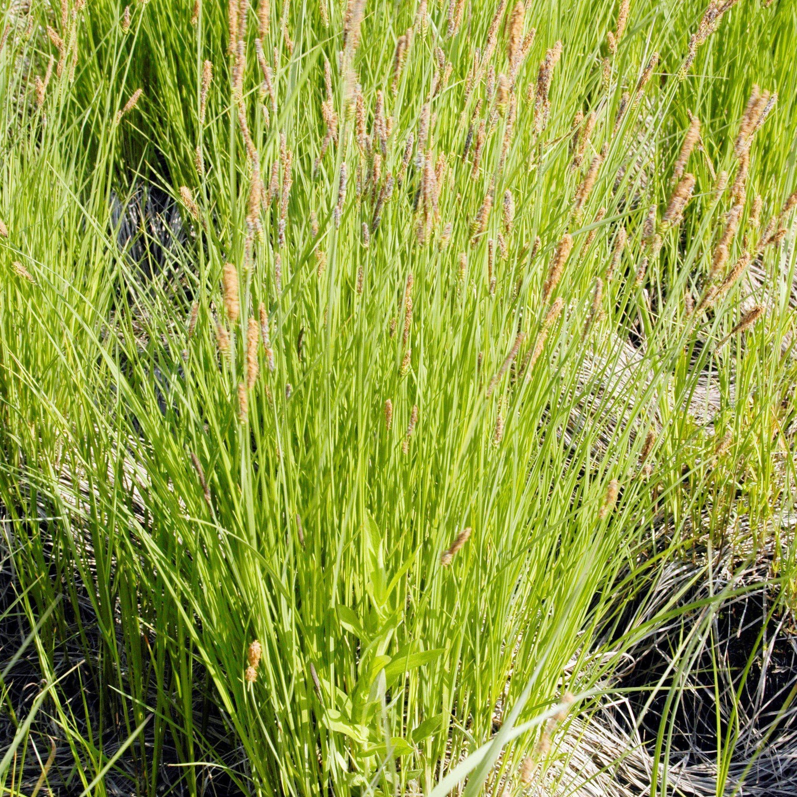 Carex stricta ~ Tussock Sedge-ServeScape