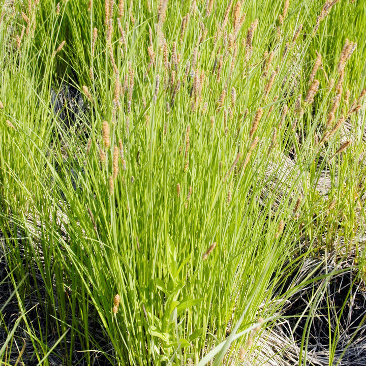 Carex stricta ~ Tussock Sedge-ServeScape