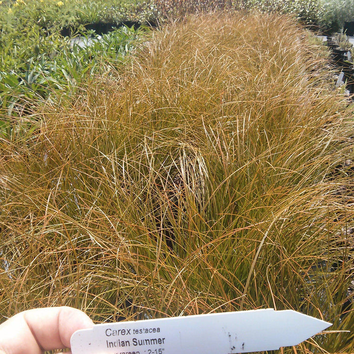 Carex testacea 'Indian Summer' ~ Prairie Fire Sedge-ServeScape