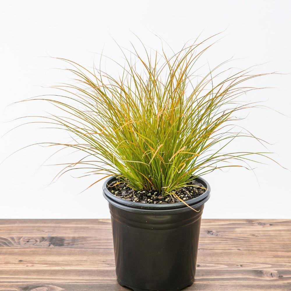 Carex testacea 'Indian Summer' ~ Prairie Fire Sedge - Delivered By ServeScape