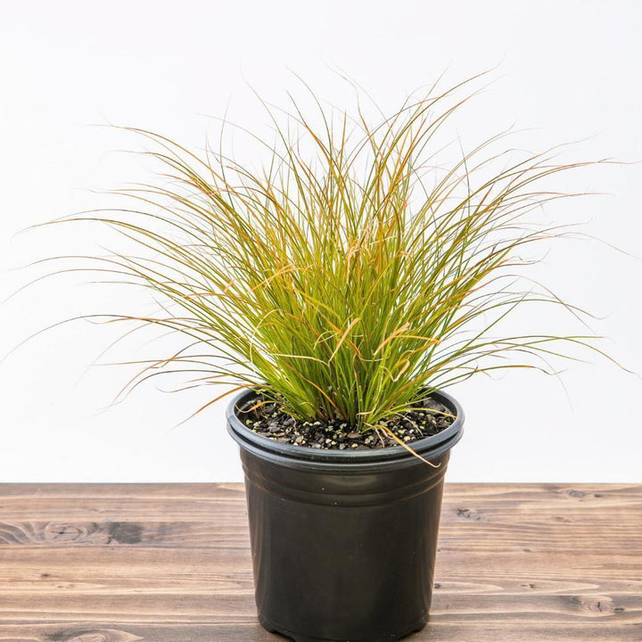 Carex testacea 'Indian Summer' ~ Prairie Fire Sedge - Delivered By ServeScape