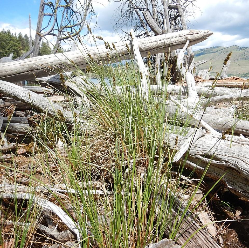 Carex vulpinoidea ~ Fox Sedge-ServeScape