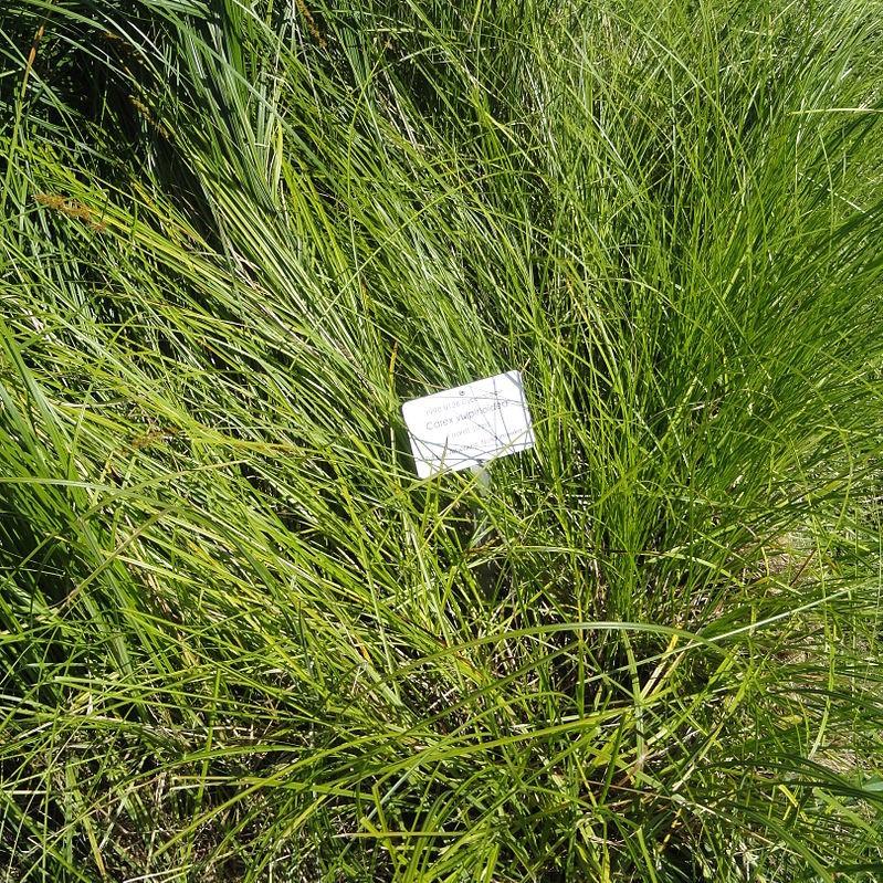 Carex vulpinoidea ~ Fox Sedge-ServeScape