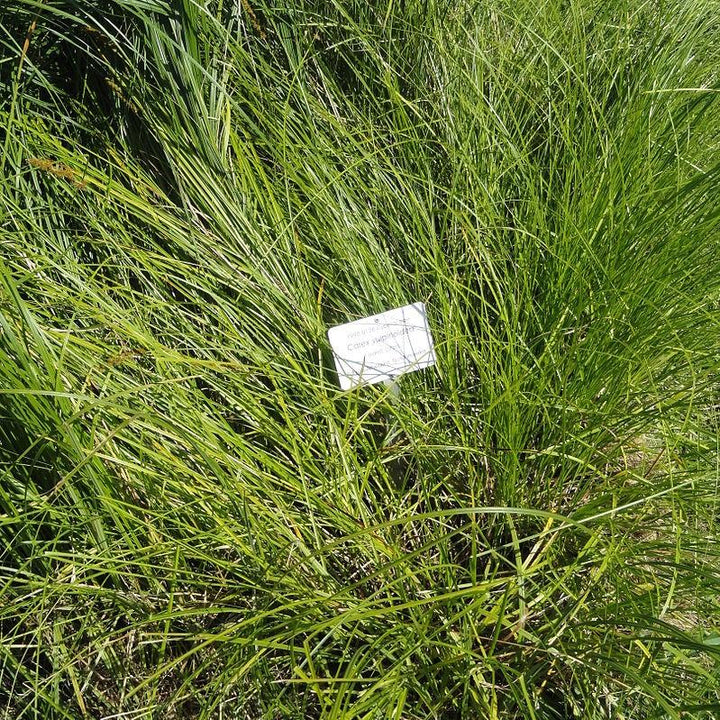 Carex vulpinoidea ~ Fox Sedge-ServeScape