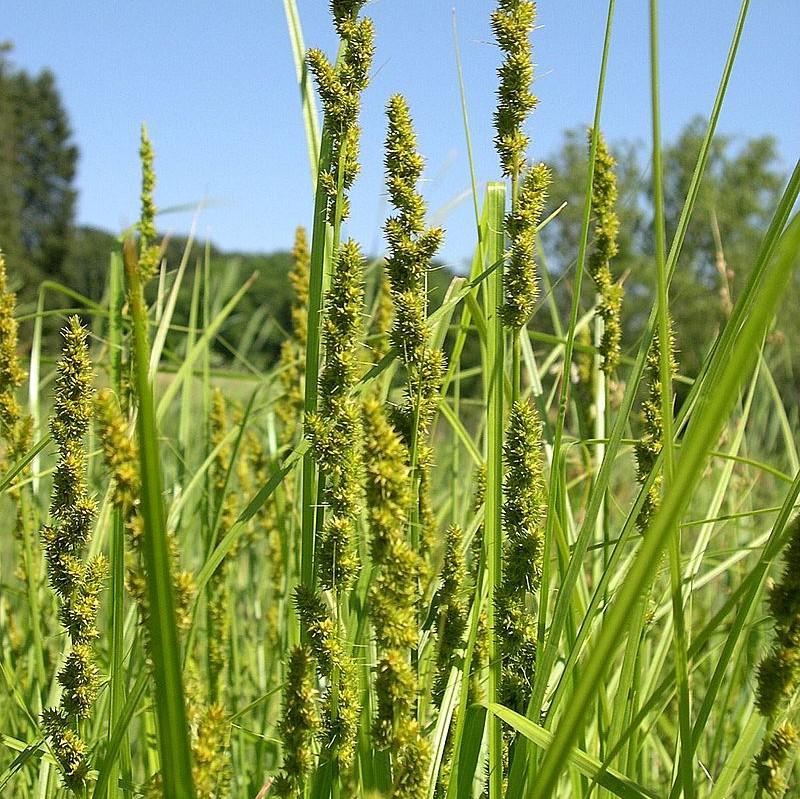Carex vulpinoidea ~ Fox Sedge-ServeScape
