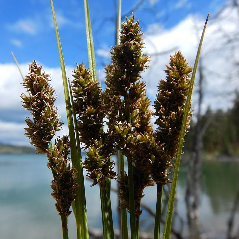 Carex vulpinoidea ~ Fox Sedge-ServeScape